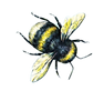 heavenly bee