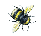 heavenly bee